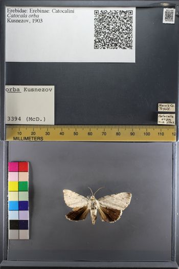 Media type: image;   Entomology 750478